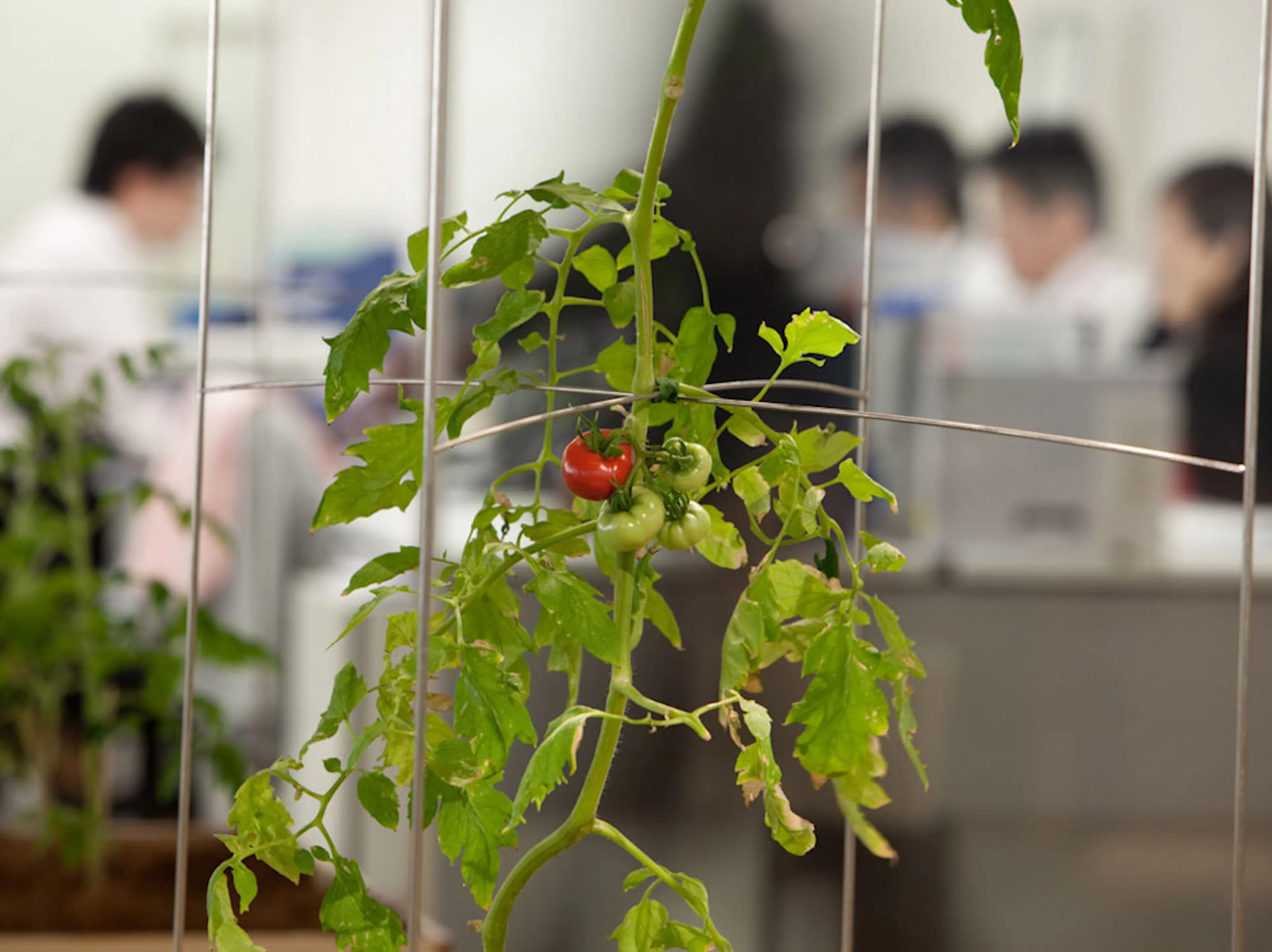 Pasona H.Q. Tokyo — 25