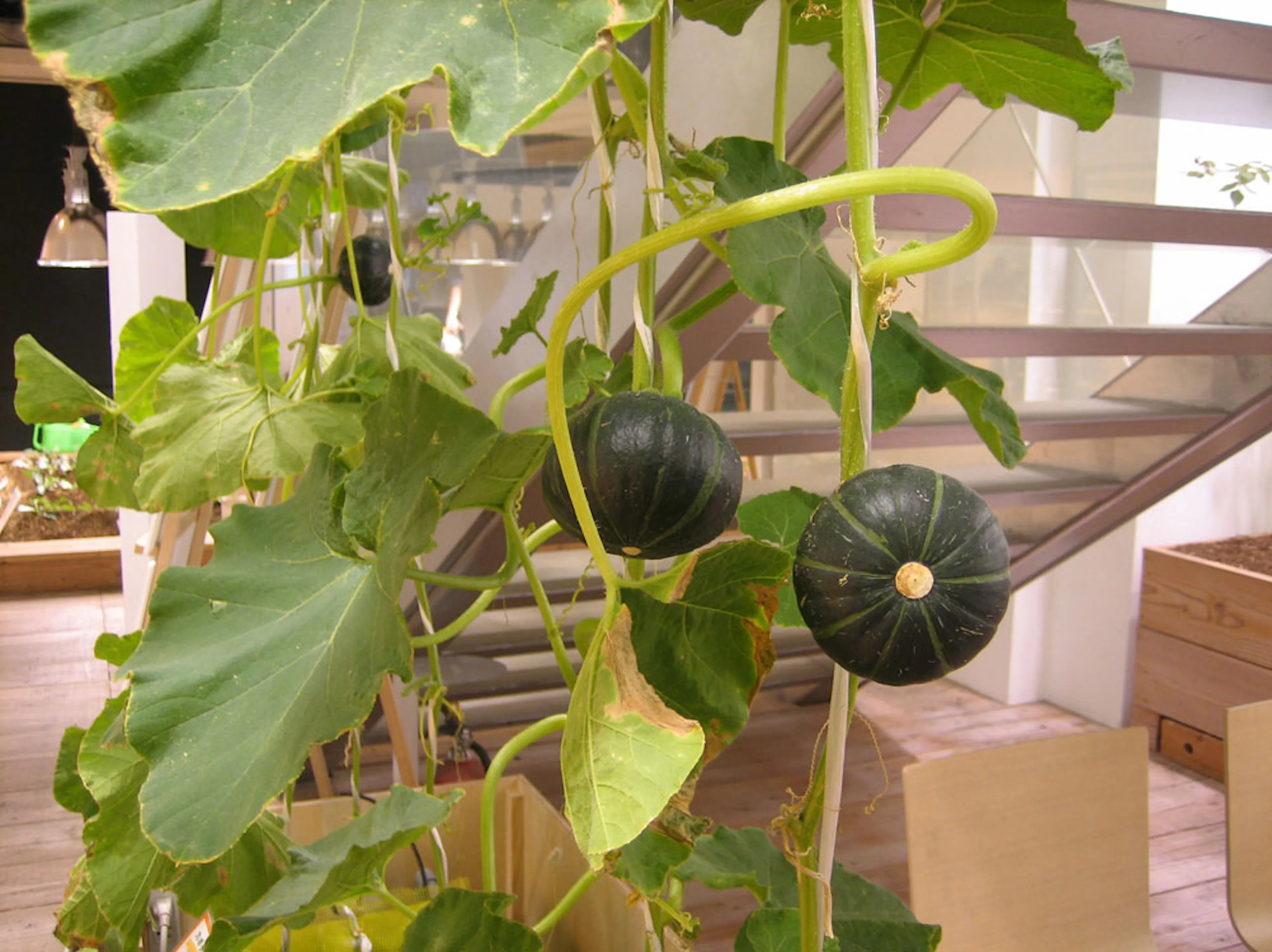 Pasona H.Q. Tokyo — 13