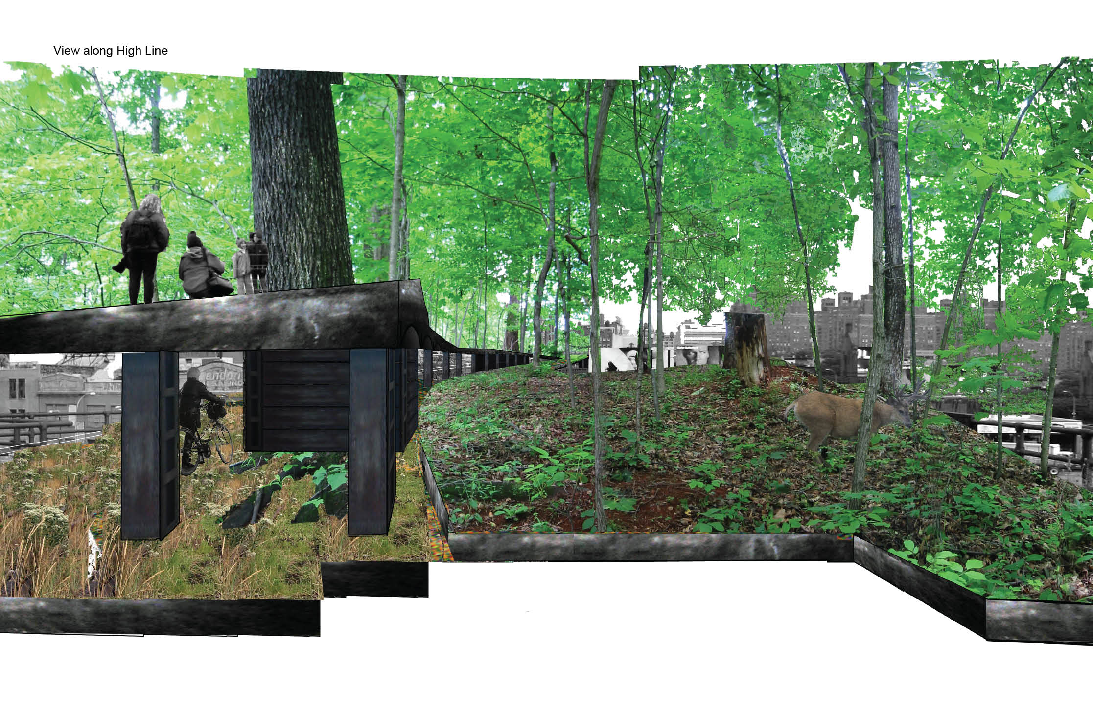 The High Line Competition