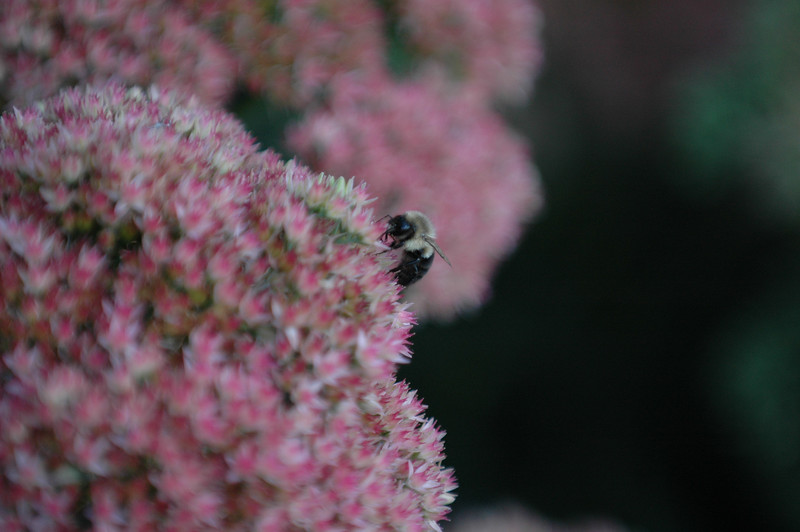 SOHO Roof Garden by VertNY, inc. Architizer